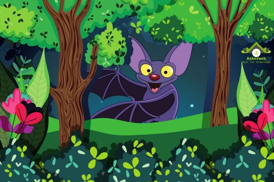 how bat see in night?